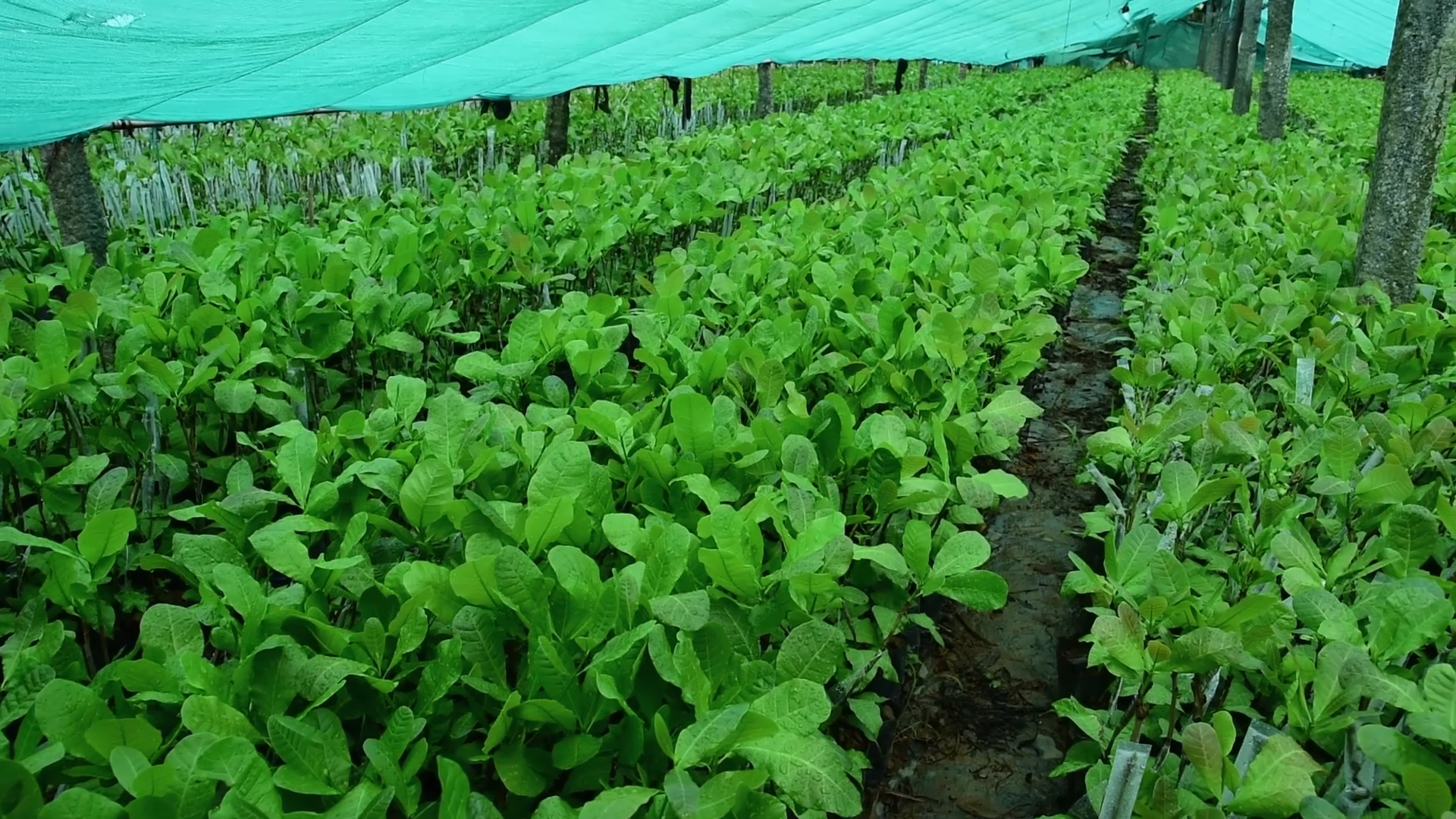 Yashaswi Nursery